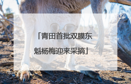 青田首批双膜东魁杨梅迎来采摘