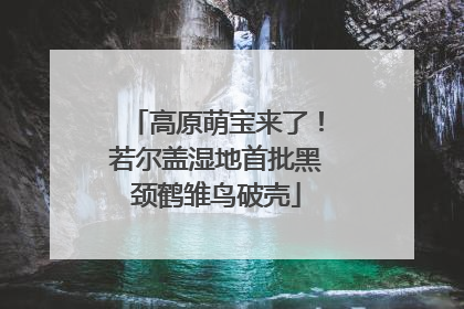高原萌宝来了！若尔盖湿地首批黑颈鹤雏鸟破壳