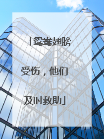 鸳鸯翅膀受伤，他们及时救助