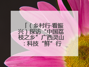 （乡村行·看振兴）探访“中国荔枝之乡”广西灵山：科技“鲜”行 实“荔”C位