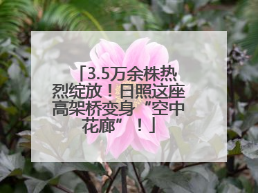 3.5万余株热烈绽放！日照这座高架桥变身“空中花廊”！