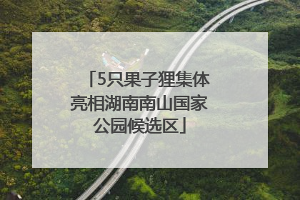 5只果子狸集体亮相湖南南山国家公园候选区